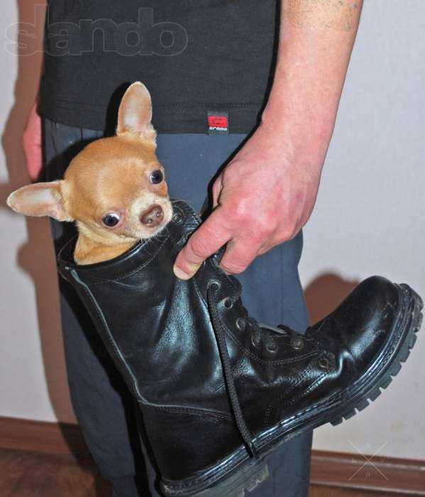 чихуа мини для вязки