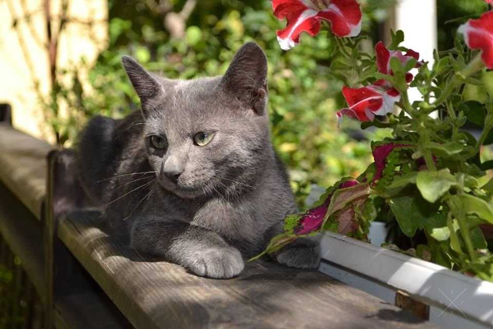 Котенок русский голубой