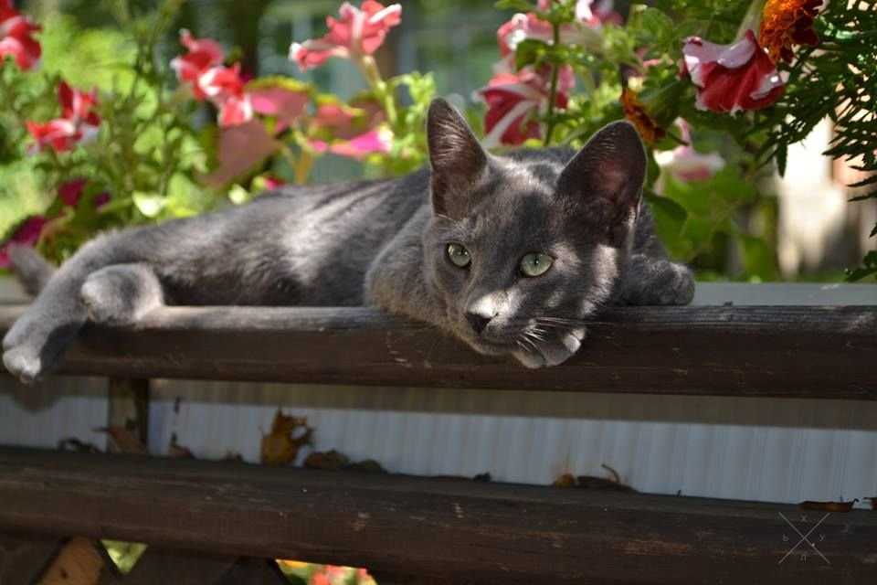 Котенок русский голубой