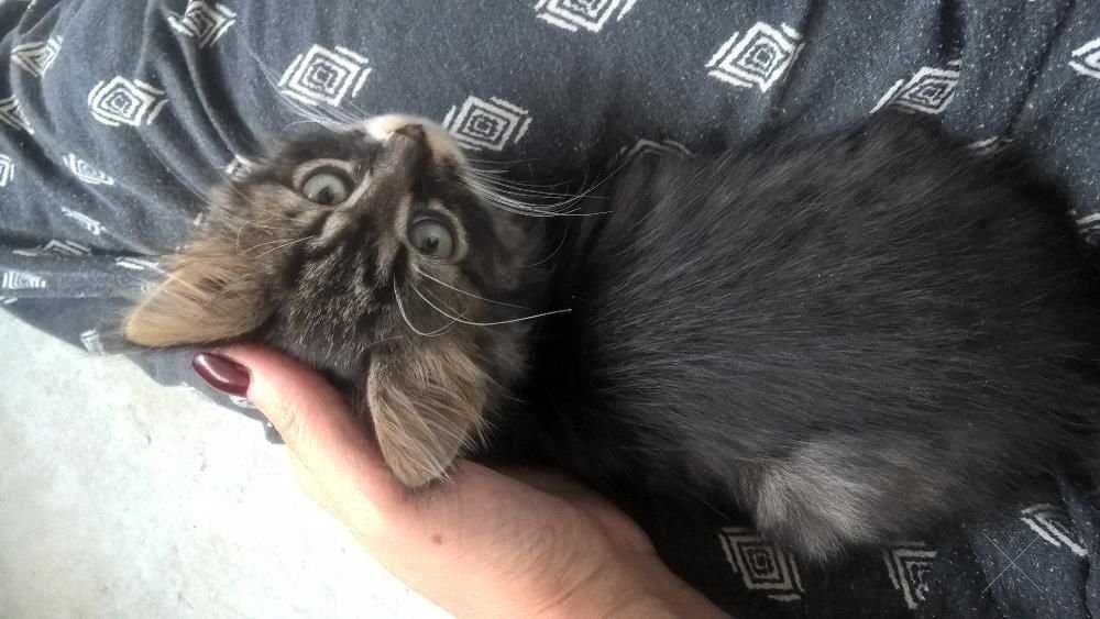 подарю котят