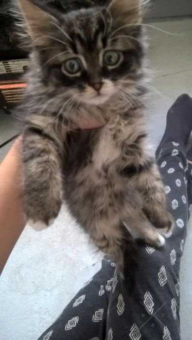 подарю котят