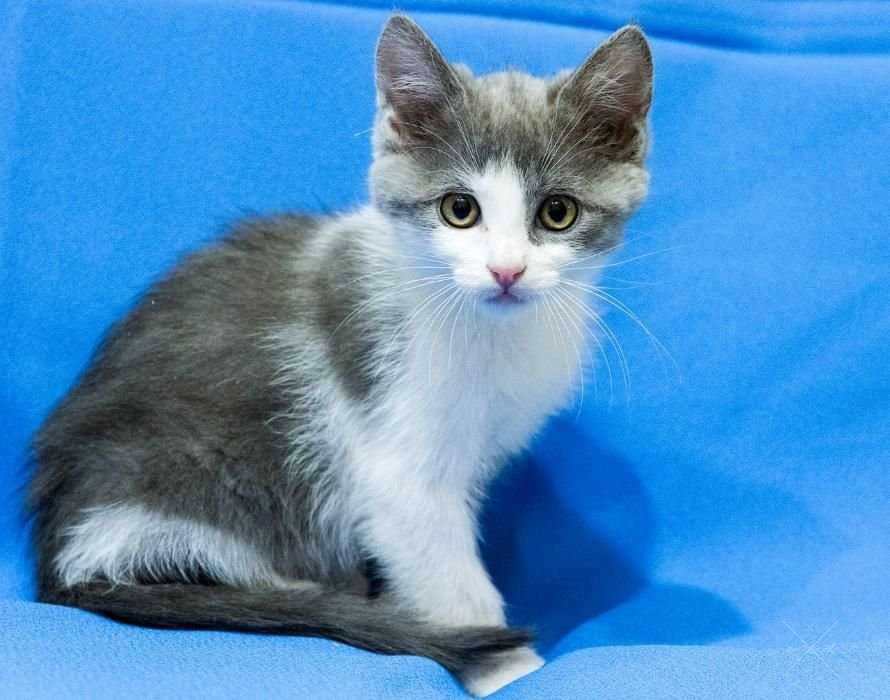 Котенок-мальчик в добрые руки