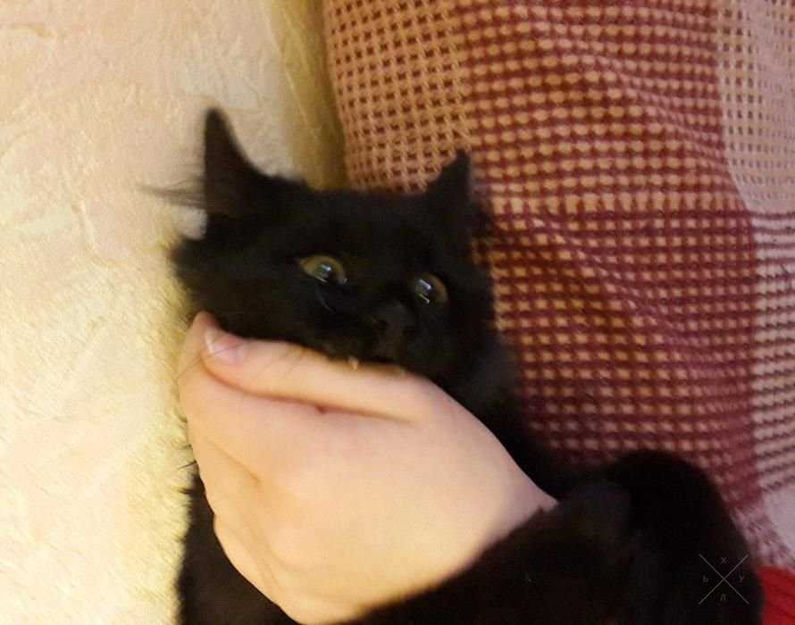 Черный муркотун красотун, котенок, отдам