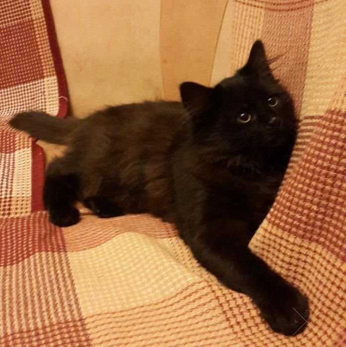 Черный муркотун красотун, котенок, отдам