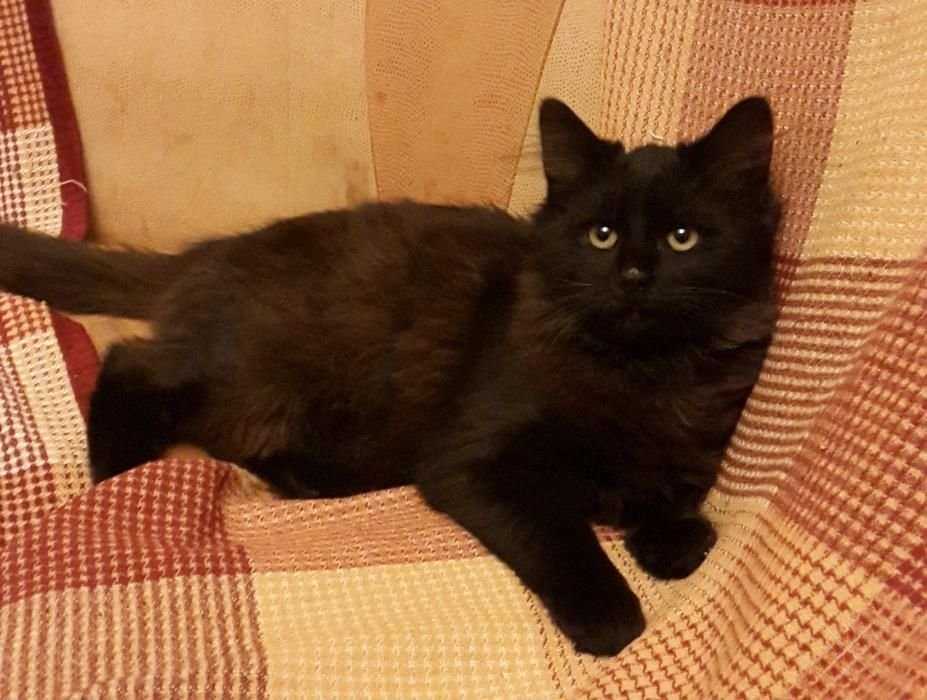 Черный муркотун красотун, котенок, отдам