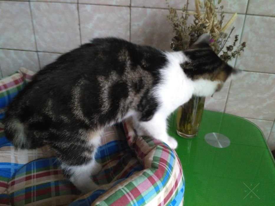 Котенок мальчик ищет дом.