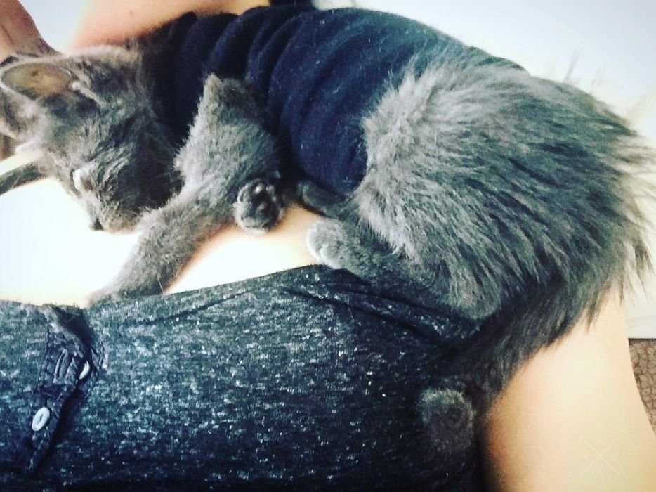 Особенный котенок