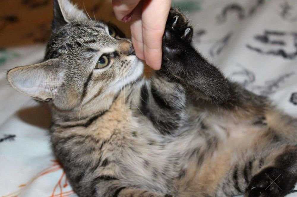 Котята ищут дом !