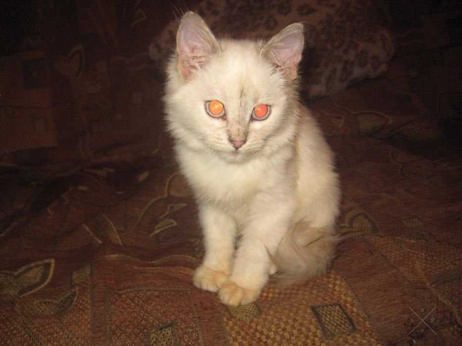 Белый котенок с пепельным носом!