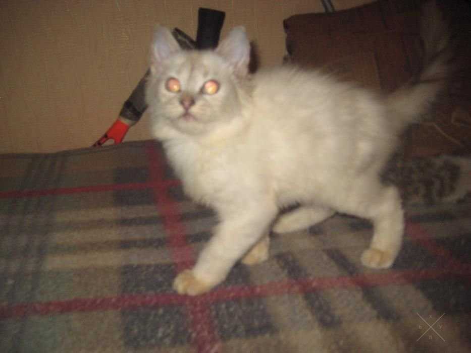 Белый котенок с пепельным носом!