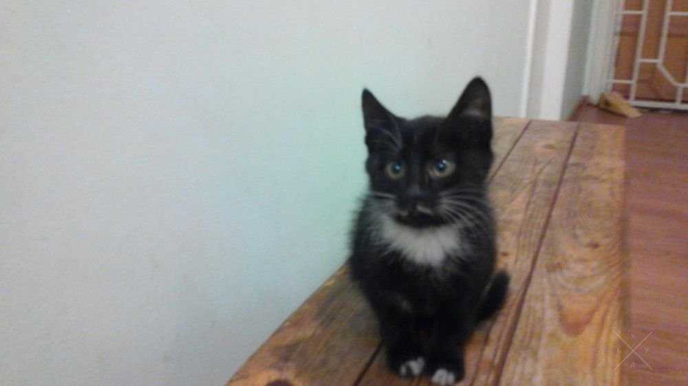 Котята ищут семью)