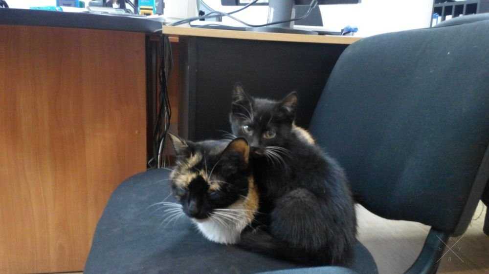 Котята ищут семью)