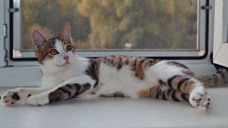 Котенок Крошечка-трехцветное счастье