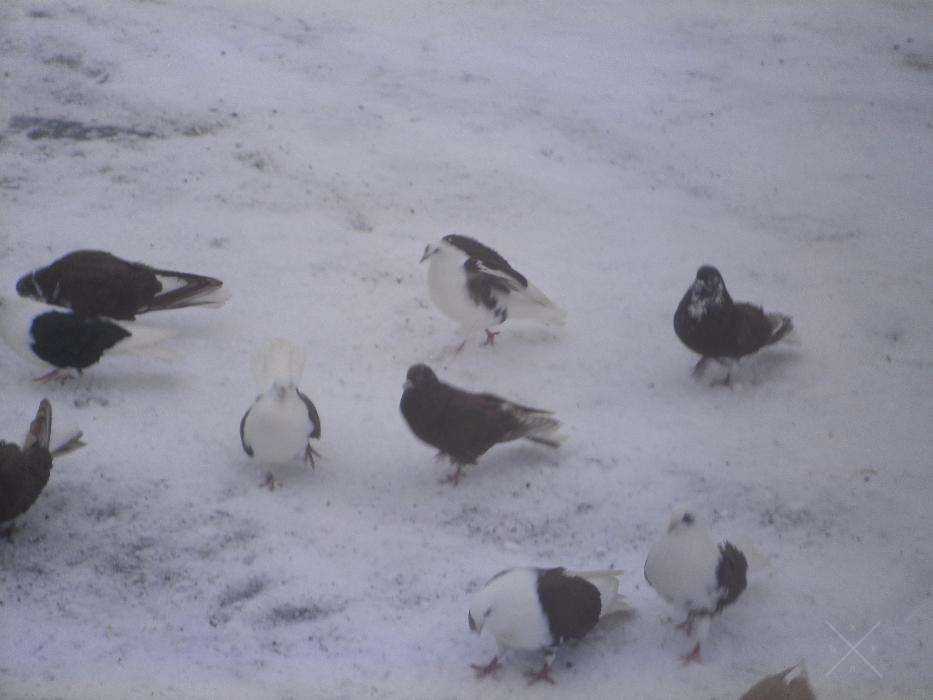 Краснобокий летный не вольерный голуб