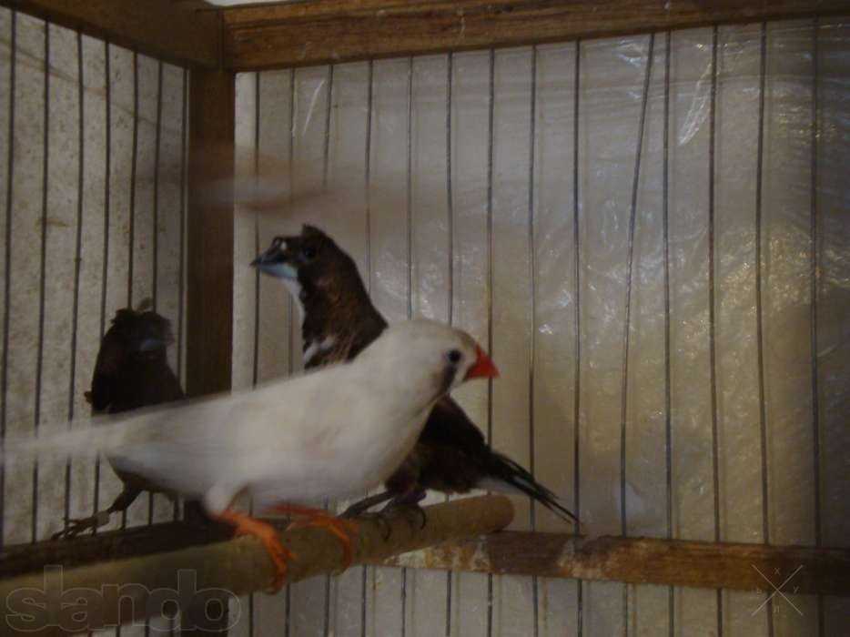 Продам японских и зебровых амадин
