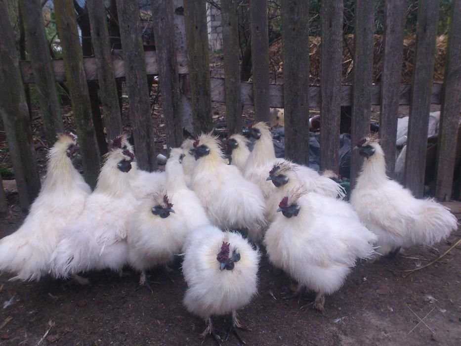 Продам шелковых петухов