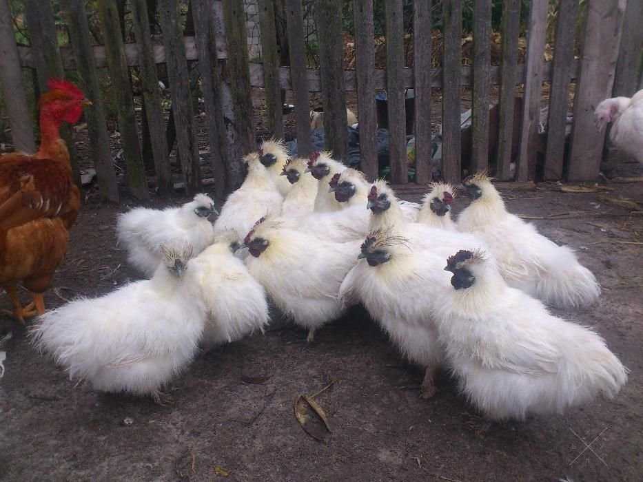 Продам шелковых петухов