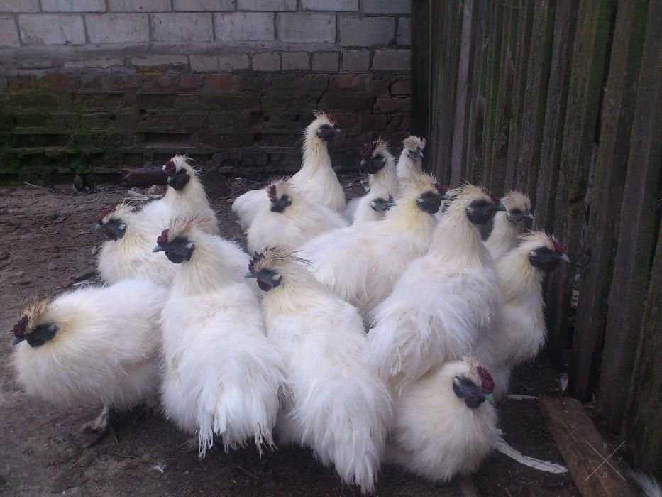 Продам шелковых петухов