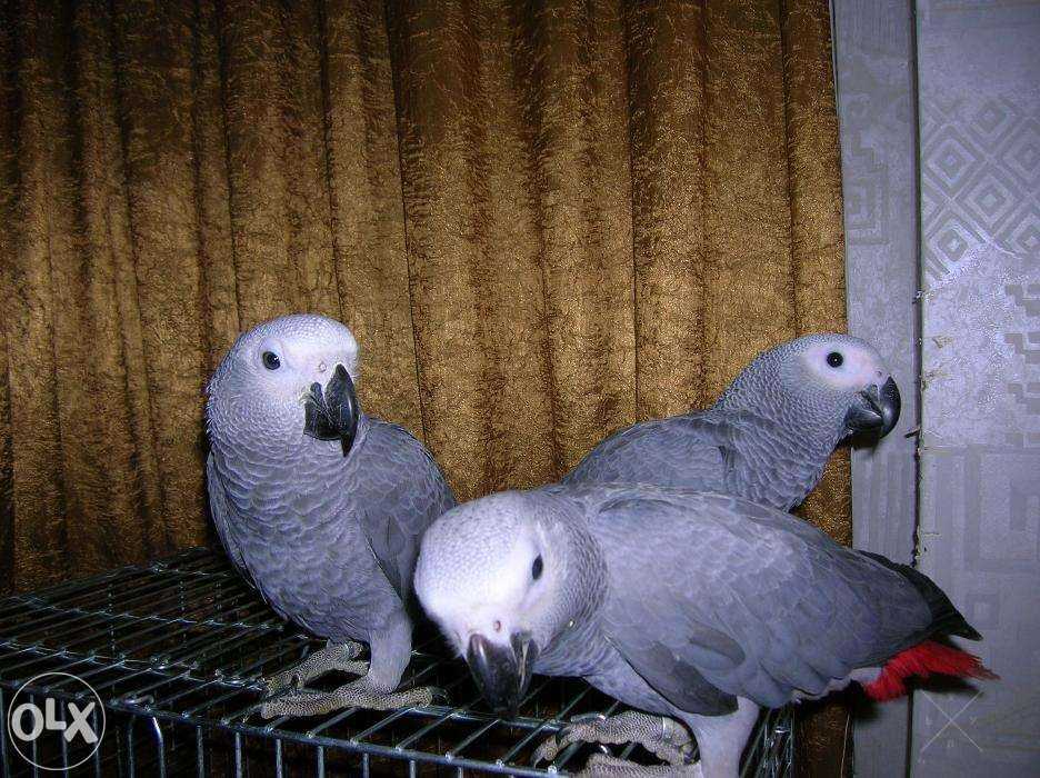 Жакошки