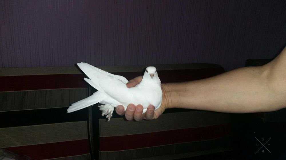Голуби