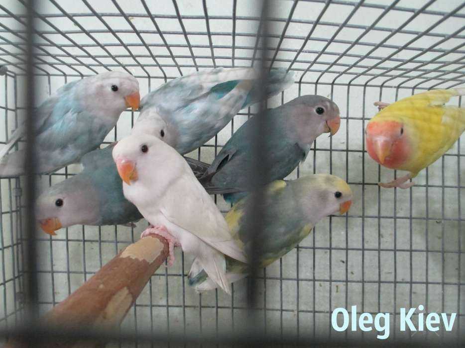 Попугаи птенцы