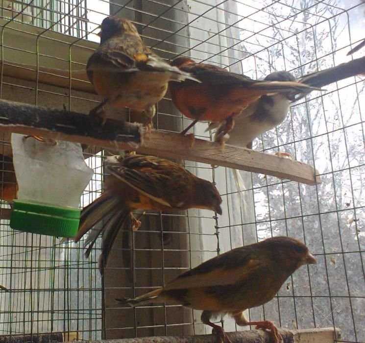 Канарейки разных цветов и пятнистые, самцы певучие, самки плодовитые