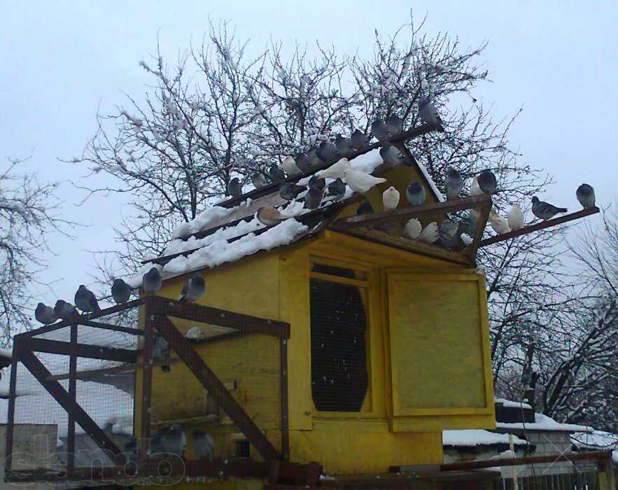 Продам почтовых голубей