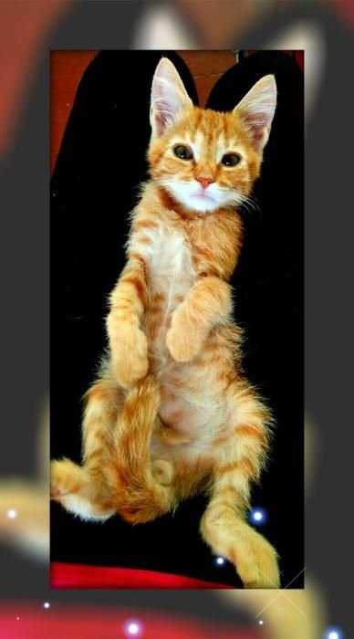 Котенок в дом, счастье на порог!)