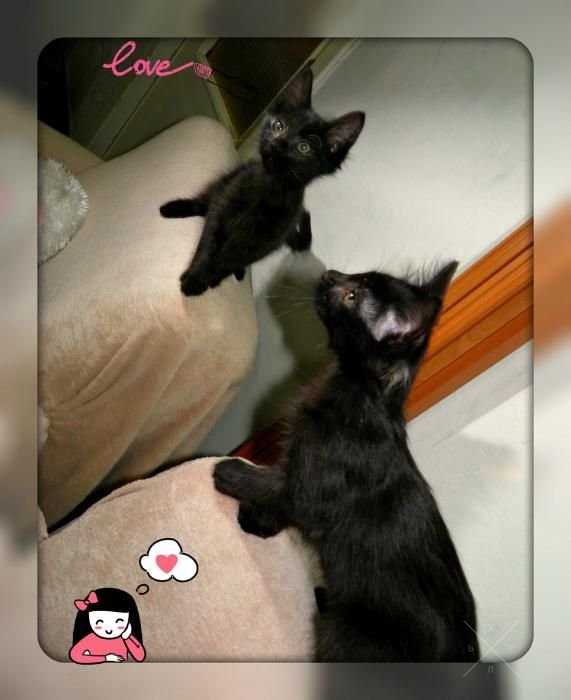 Котенок в дом, счастье на порог!)