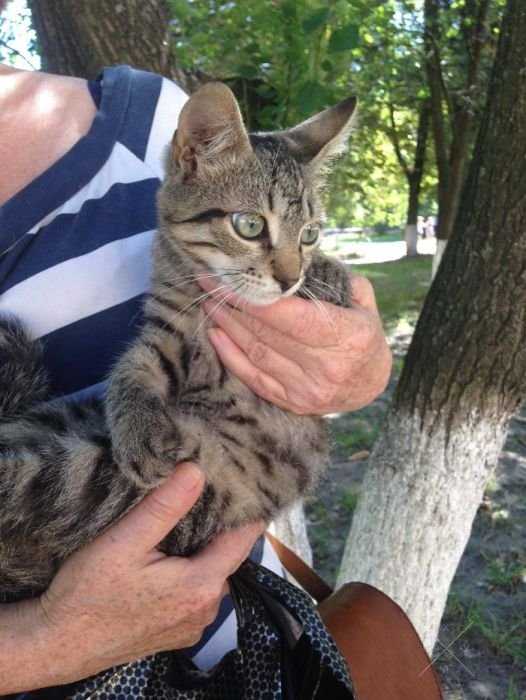 Забавный котенок