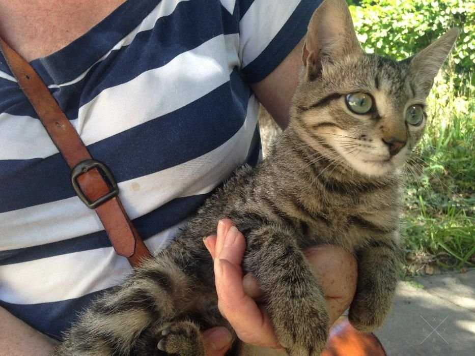 Забавный котенок