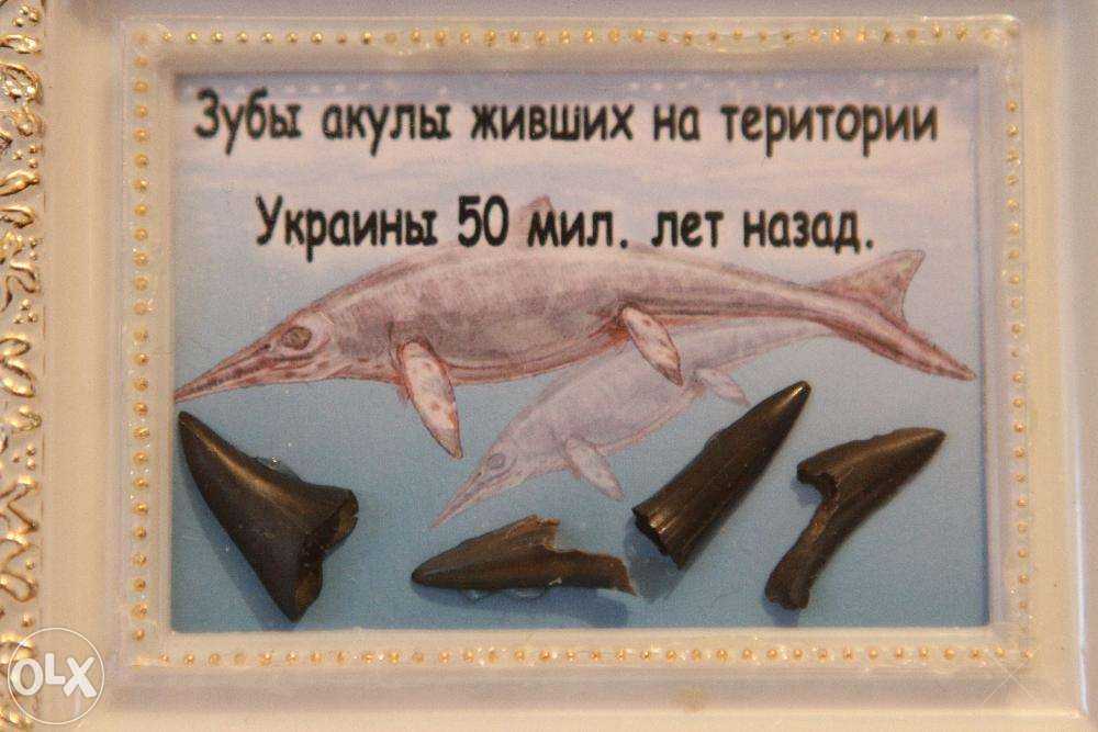 Подарок Сувенир Зубы Акулы