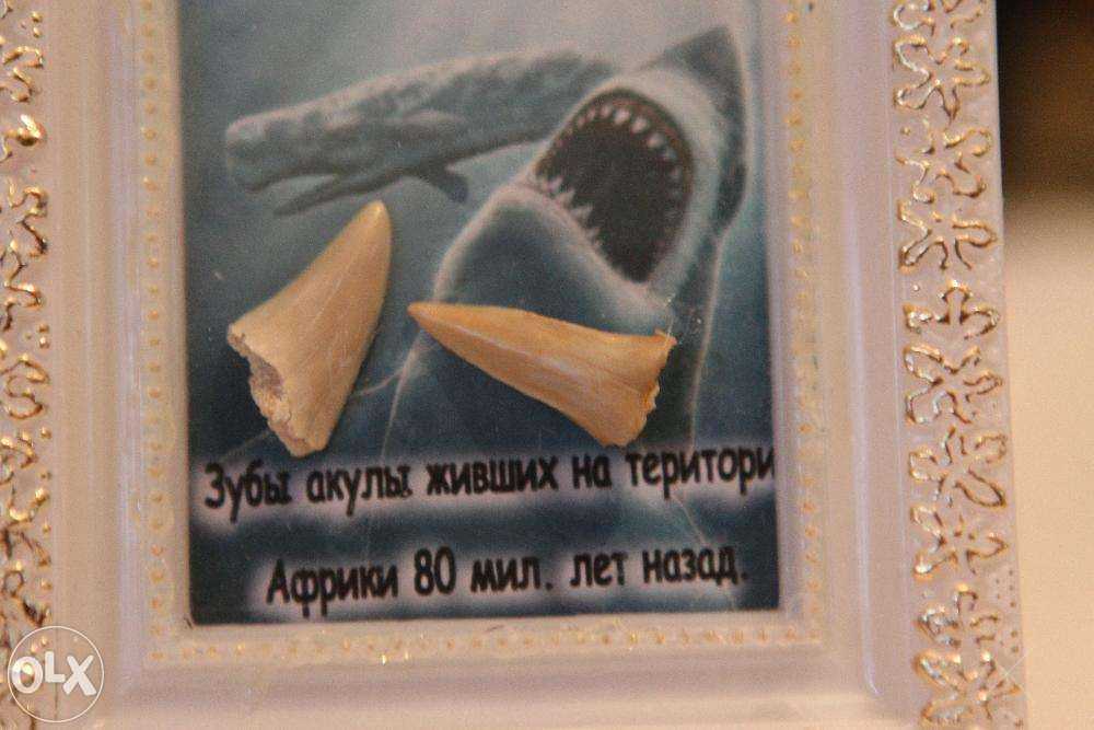 Подарок сувенир Зубы доисторической акулы