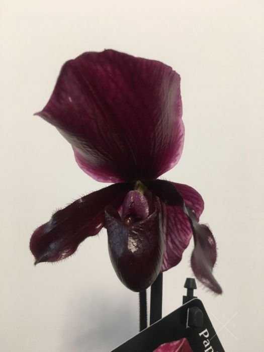 paphiopedilum продам ( орхидея)