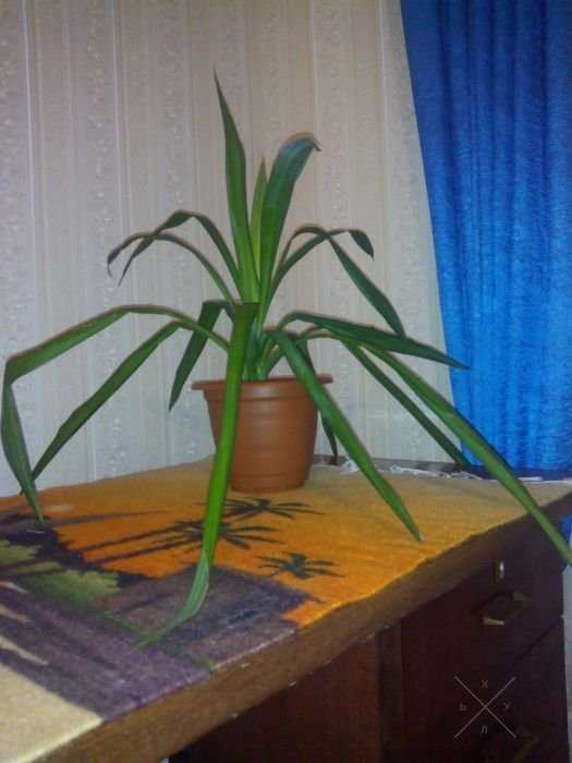 Юкка (пальма в народе)