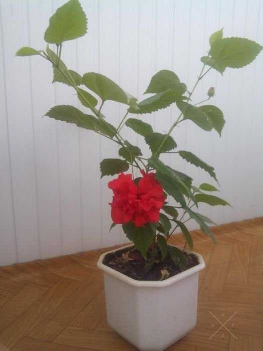 Гибискус махровый красный.