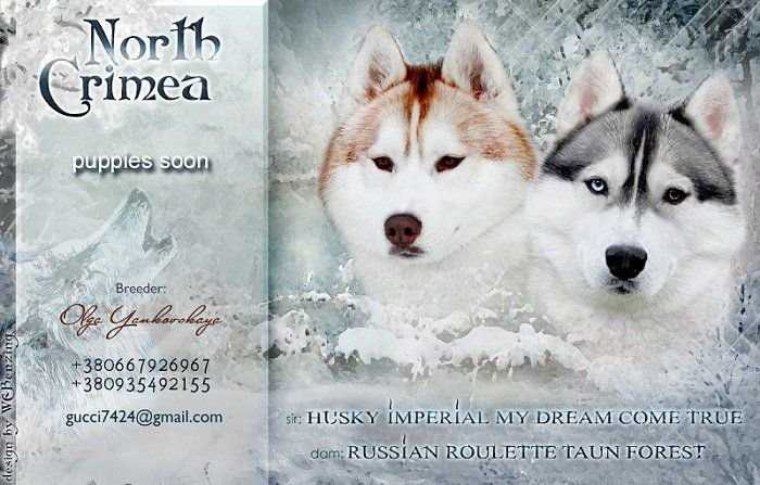 Создание презентаций родословных