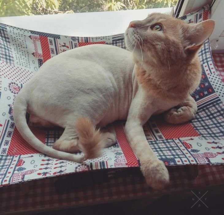 Стрижка котов. Стрижка собак. 200грн. Все районы Киева. Выезд на дом.