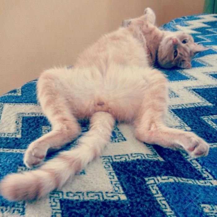 Стрижка котов. Стрижка собак. 200грн. Все районы Киева. Выезд на дом.