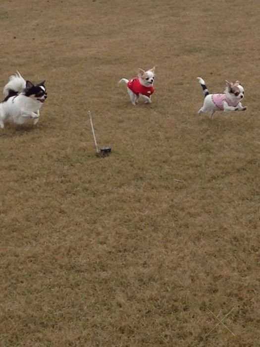 Продается чихуахуа мальчик