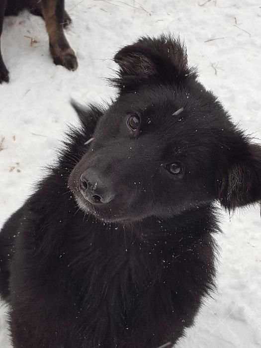 Классные щенки ищут хозяев!