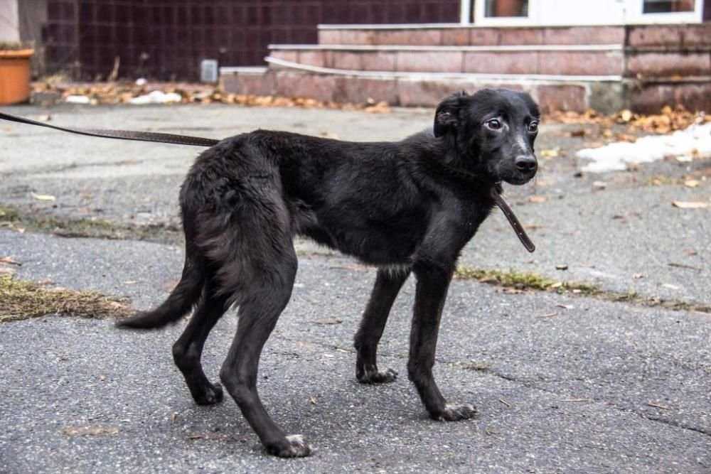 Альма ищет дом и хозяев