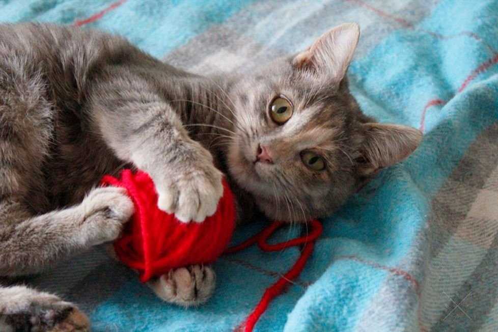 Ищет дом кошечка 6 месяцев