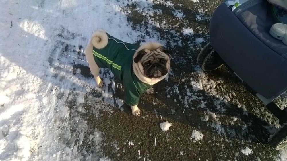 Сведём мопса