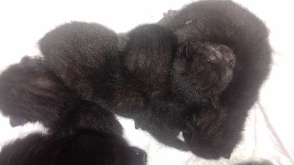 папа британец,мам красотка,котята черные,коты,кошечки,ОТВЕТСТВЕННЫМ