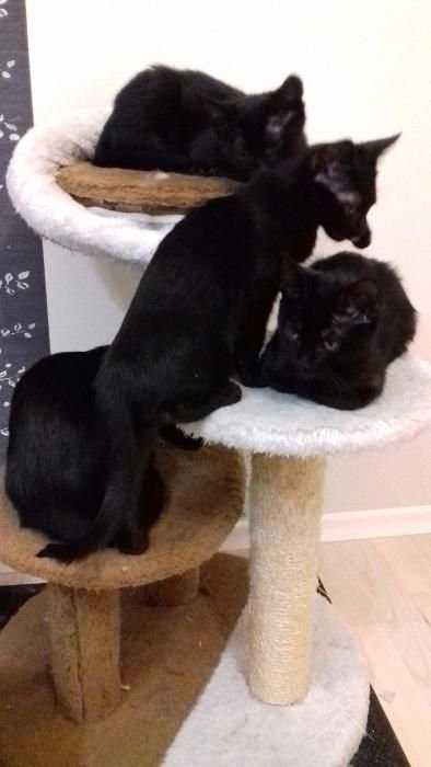 папа британец,мам красотка,котята черные,коты,кошечки,ОТВЕТСТВЕННЫМ