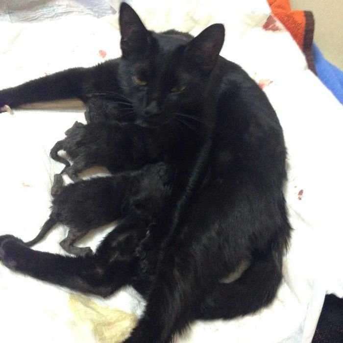 папа британец,мам красотка,котята черные,коты,кошечки,ОТВЕТСТВЕННЫМ