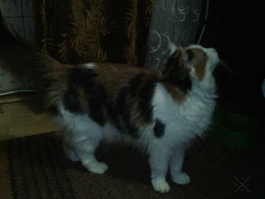 Отдам кошку в добрые руки
