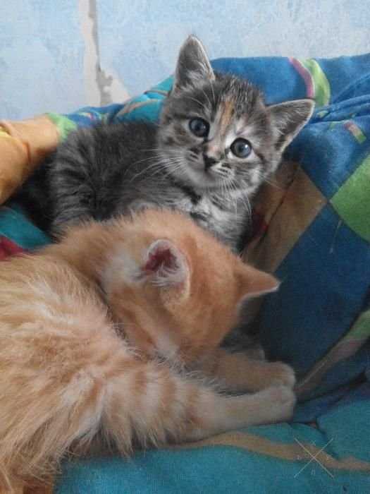 Котята бесплатно