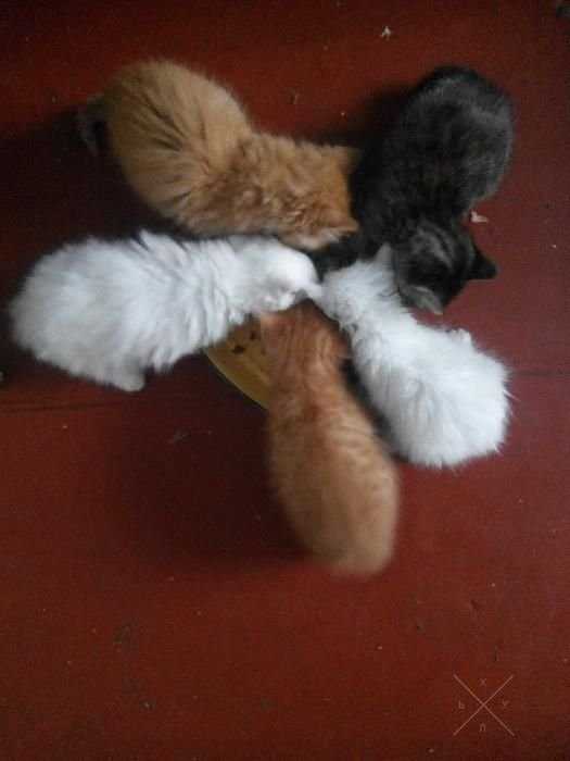 Котята бесплатно